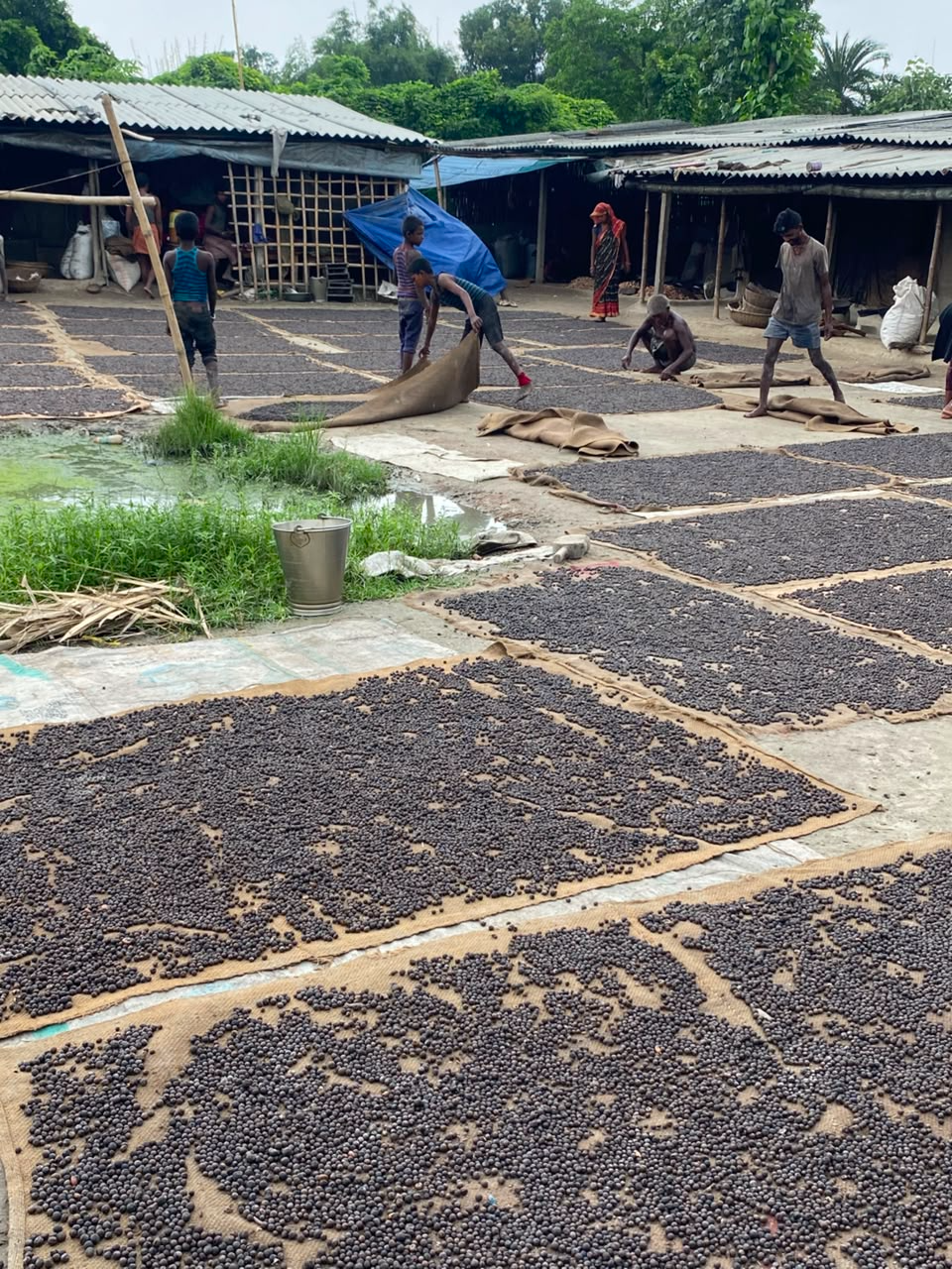 Drying Makhana